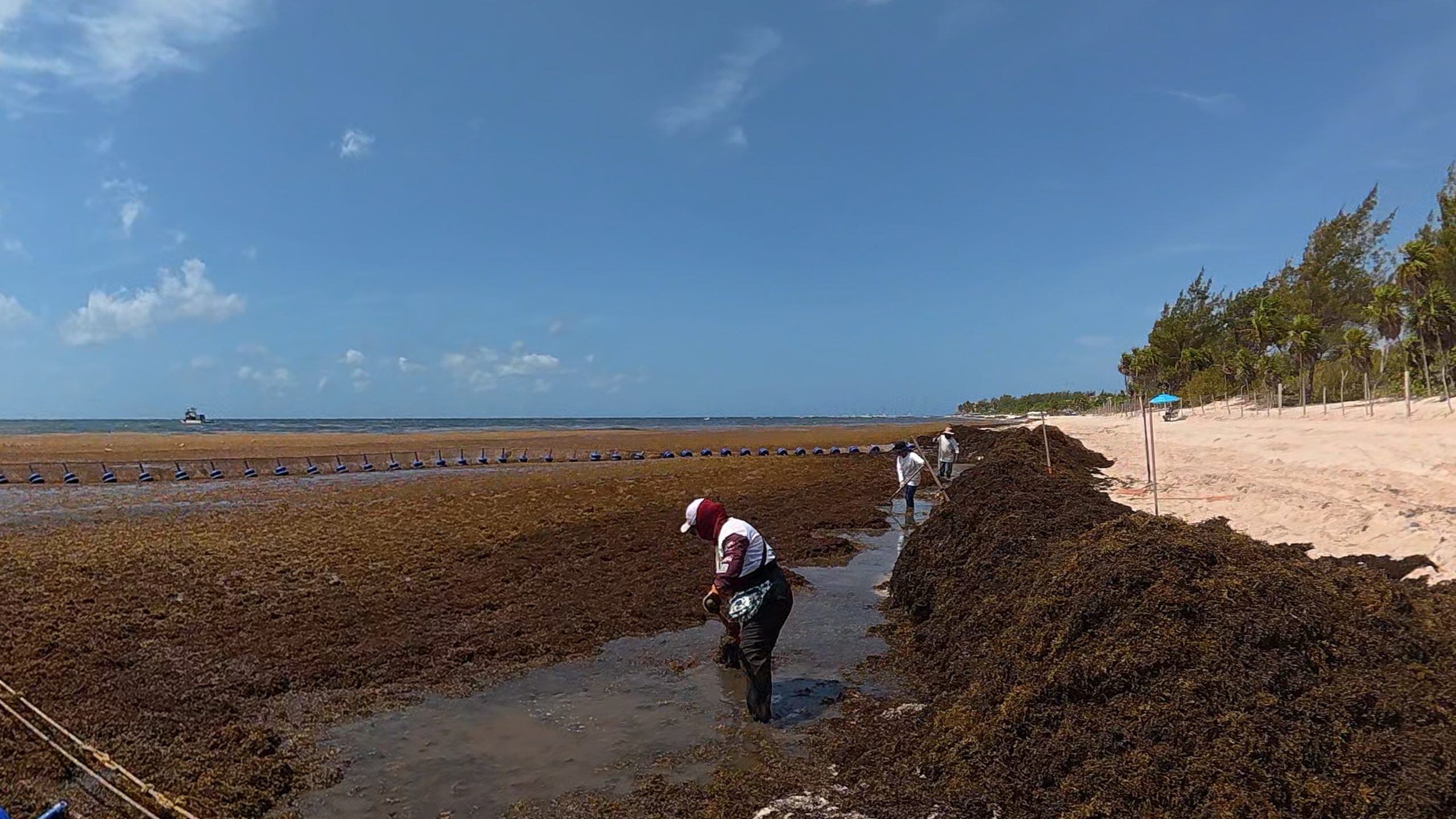 Why Seaweed Barriers Don’t Fully Solve the Problem
